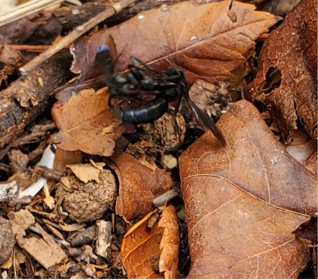 WaspFight Wasp Fight