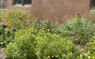 Judy Jacobs – 🐝 Pollinator Garden at the Corrales Library 🐝